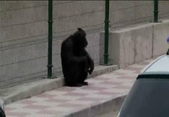 Dos chimpancés huyen de un centro de animales