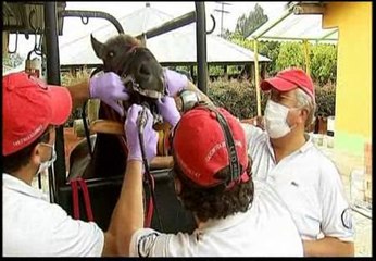 Un caballo en Colombia pasa por las manos de un dentista