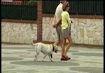 Multado por pasear a su perro por la playa