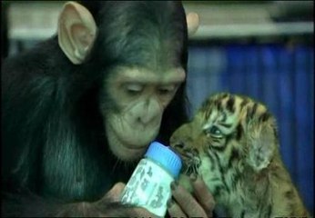 Un chimpancé hace de mamá tigre en un zoo de Tailandia