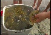 Plaga de medusas en Murcia