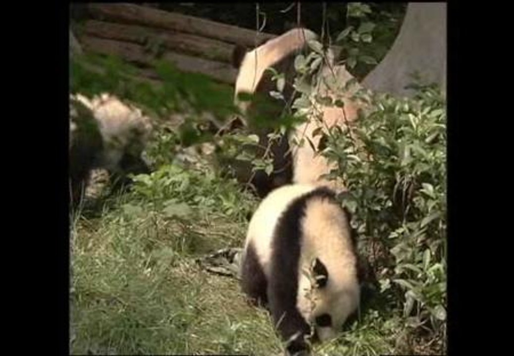 Mamá panda