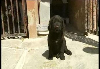 Salvados por un donativo anónimo