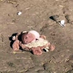 Un porcelet orphelin confond une peluche avec sa mère. Poignant !