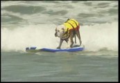 Los perros también hacen surf