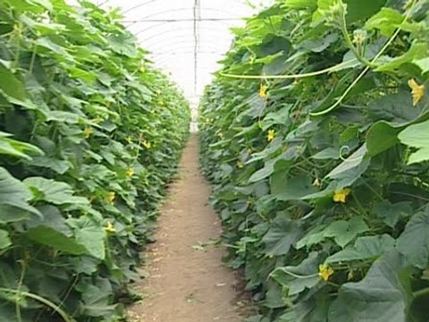 Los agricultores temen veto a los productos españoles