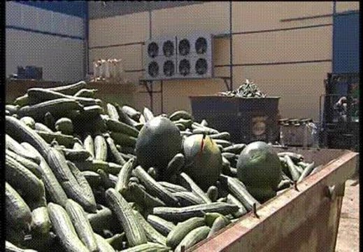 Toneladas de pepinos a la basura