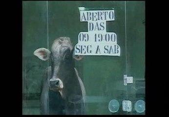 Una res sobrevive a un accidente y se atrinchera en una tienda de ropa