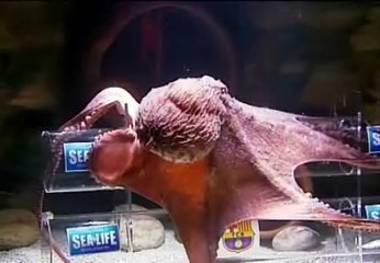 El pulpo Iker vaticina una victoria del Madrid