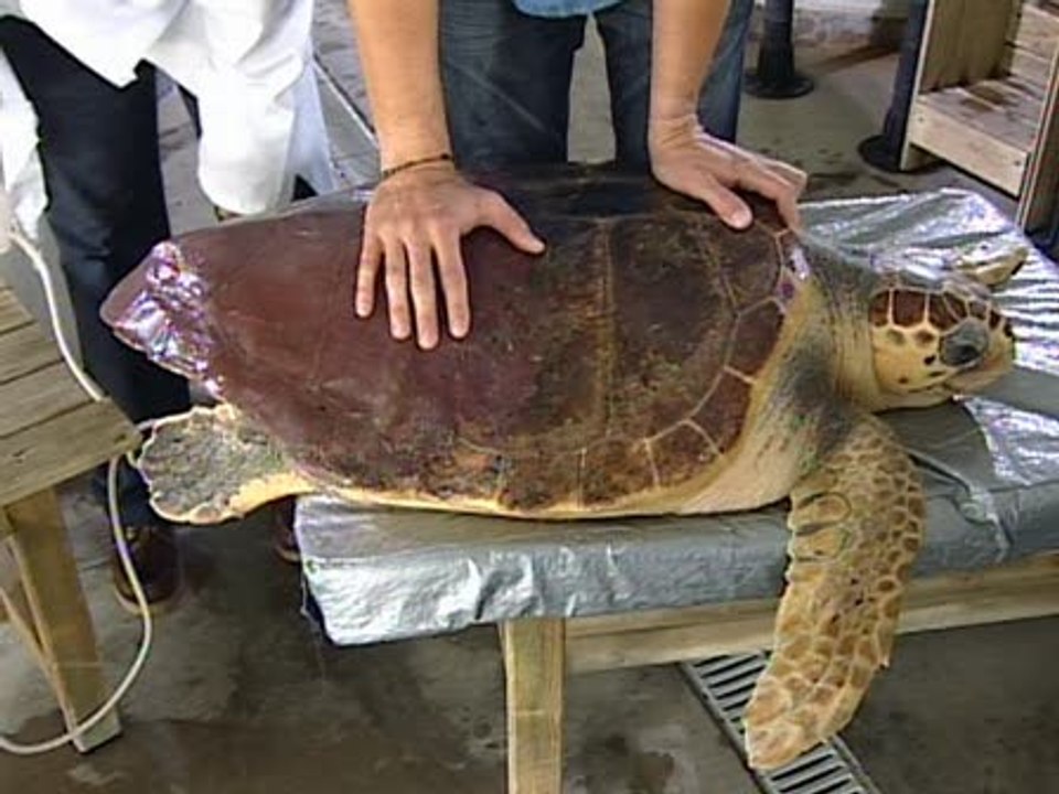 Programa de estimulación ovárica en tortugas