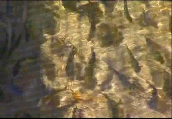 Roban más de dos mil truchas en un pueblo de Orense