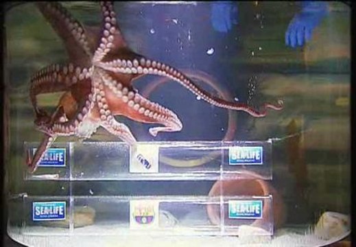 El pulpo Iker predice la victoria del Real Madrid