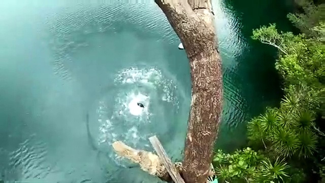 Il tente un saut du haut d'un arbre et se prend la gamelle de sa vie