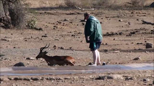 Cet homme courageux vient sauver une Impala coincée dans un trou d'eau