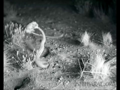 Ce rat évite la morsure d'un serpent d'une façon géniale...