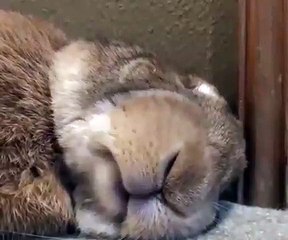 Mettre une carotte sous le nez d'un lapin pendant son sommeil