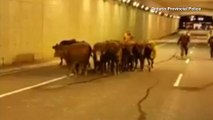 Cows Spill Out Onto Highway, Wander Canada's Streets