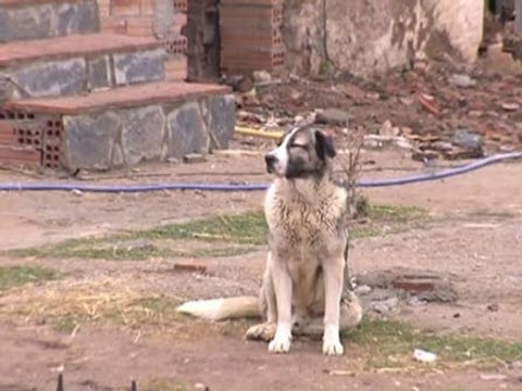 Un cadáver localizado en Vilaverd