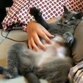 Ce chat adore les massages du ventre. Ce qu'il fait va vous tordre de rire !