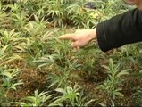 Un club de autoconsumo de marihuana en Barcelona