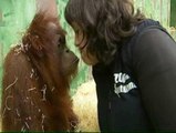 El orangután se convierte en nuestro 'nuevo pariente'