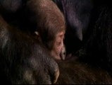 El Zoo de Sydney presenta a un gorila recién nacido
