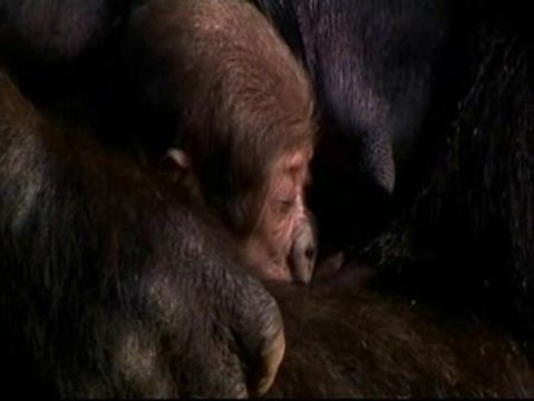 El Zoo de Sydney presenta a un gorila recién nacido