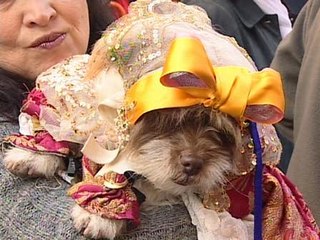 Descargar video: Centenares de mascotas reciben bendición