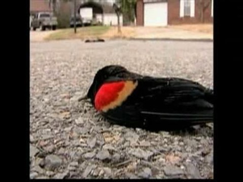 Aparecen muertos miles de mirlos negros en Arkansas