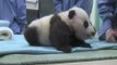 La cría de oso panda del zoo de San Diego da sus primeros pasos