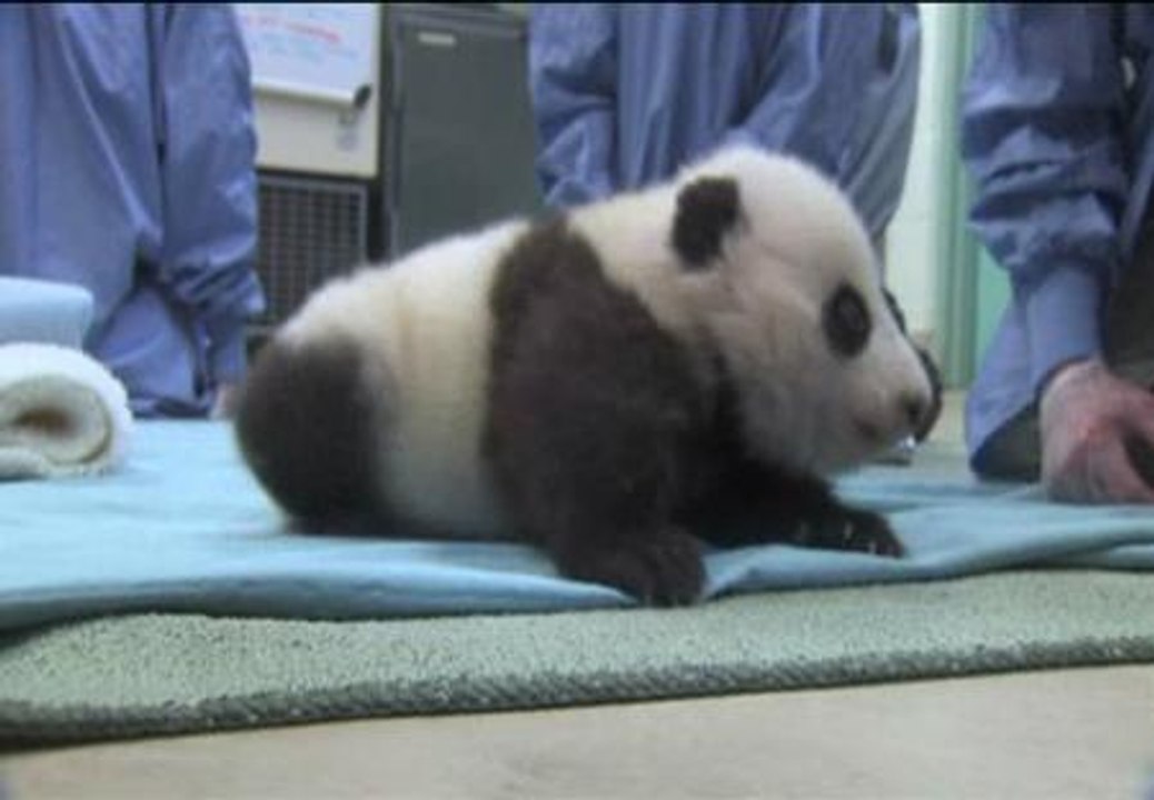 La cría de oso panda del zoo de San Diego da sus primeros pasos