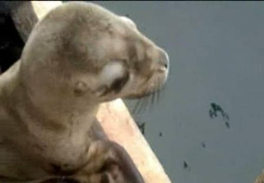 Devuelven al mar a tres lobos marinos localizados en las playas de Lima