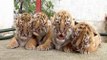 Presentan a los cuatro cachorros de tigres de Bengala de un zoo mexicano