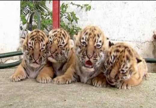 Presentan a los cuatro cachorros de tigres de Bengala de un zoo mexicano