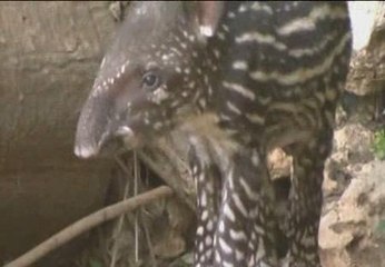 Nace un tapir en un zoológico de Israel