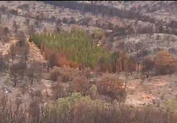 Científicos europeos analizan los cipreses que sobrevivieron al incendio de Andilla