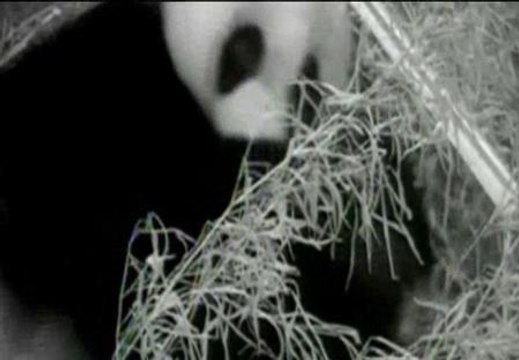 Muere la cría de oso panda del zoo de Washington