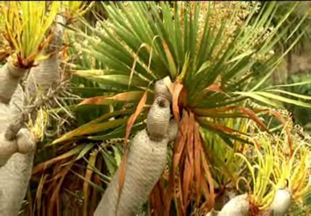 El drago canario contiene una savia con propiedades curativas