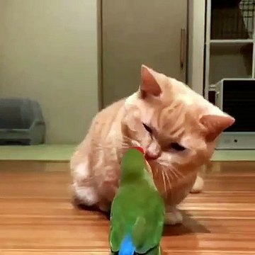 Quand un chat joue avec un perroquet, voici ce que ça donne. A mourir de rire !