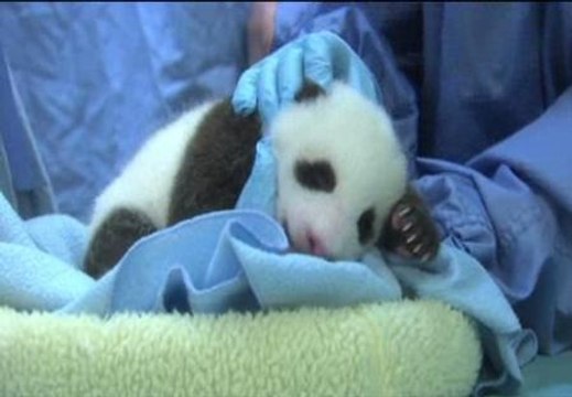 Someten a una revisión médico a la cría de oso panda del zoo de San Diego
