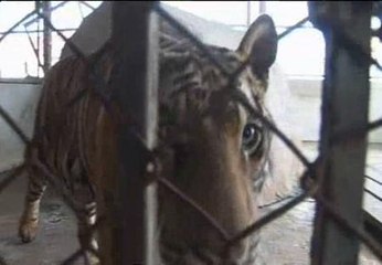 El peligro de vivir con tigres en el tejado