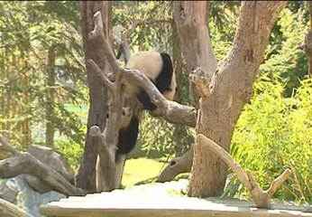 'Po' y 'De De' cumplen dos años