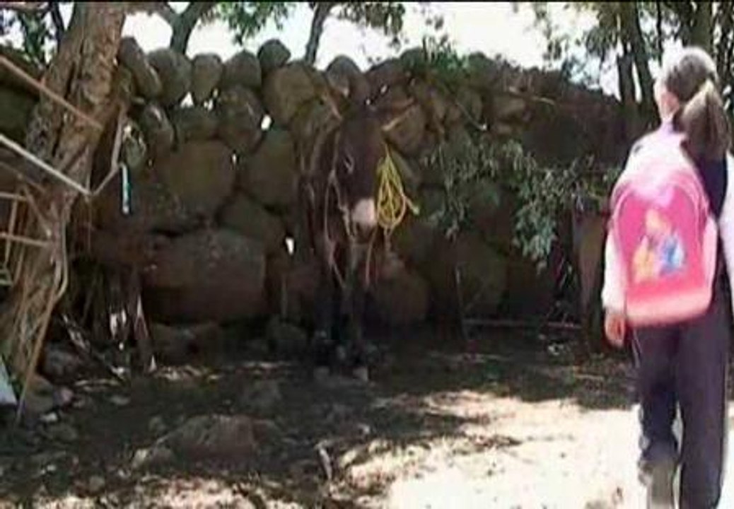 Burros en lugar de autobuses escolares en Guanajuato