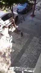 Dışarıda Dolaştıktan Sonra Eve Girmek İçin V.I.P. Asansörünü Kullanan Kedi