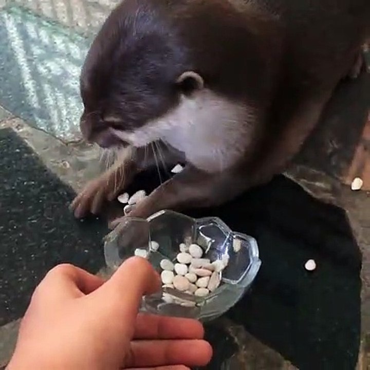 Ce bébé loutre adore jouer avec des cailloux. Trop chou !
