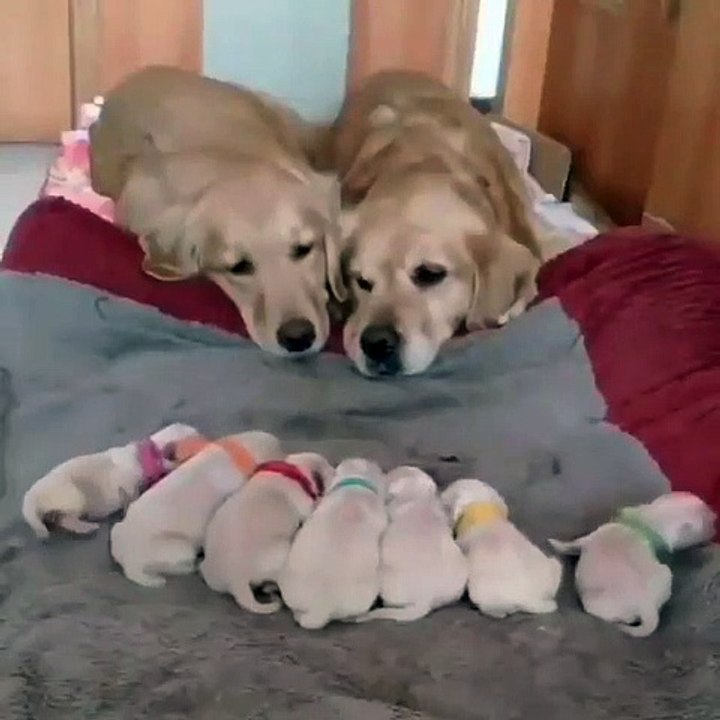 Ce couple de chiens observent avec amour leurs petits. Touchant !