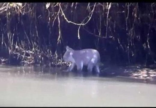 Un koala se sube a la barca de unos piraguistas en la Costa Dorada de Australia