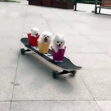 Vous allez craquer pour ces chiots qui joue au skateboard. Trop Cute !