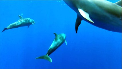 whales and dolphins in their habitat