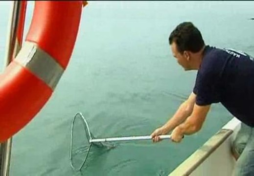 Plaga de medusas en Estepona